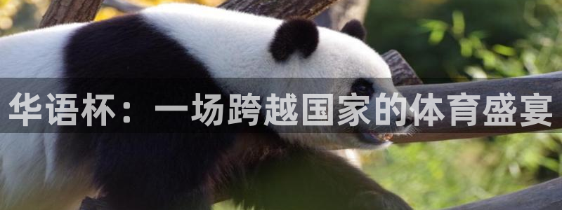 世界杯2026赛制：华语杯：一场跨越国家的体育盛宴